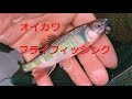 【釣り日記】フライフィッシングで婚姻色の出たオイカワを釣る【2019年06月08日】