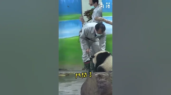 圓寶小小熊時是團寵，保育員訓話教育她，圓寶說：你說啥？我不知道 - 天天要聞