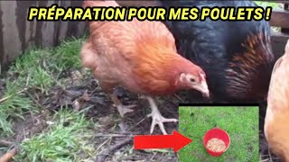 PRÉSENTATION ET PRÉPARATION D'UNE RECETTE POUR MES POULETS DE 3 MOIS ! 😉🐔