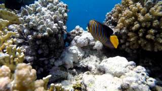 Египет, Марса Алам. Часть 1(, 2015-03-02T08:22:04.000Z)