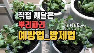 [후니네농장] Ep7.뿌리파리 예방과 방제_라넌큘러스 키우기