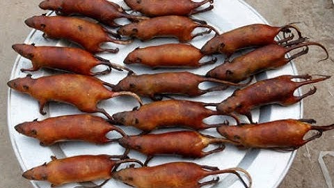 thịt chuột Yên Thành nổi tiếng cả nước- được lên tivi nhé