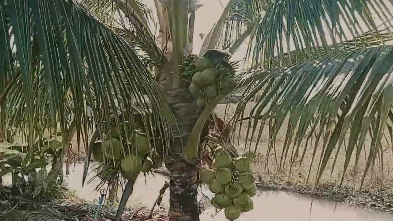 ข้าวไม่เป็นราคา/ลองหันมาปลูกมะพร้าวน้ำหอมทดแทน_นาข้าวจะรอดหรือเปล่าน้อ