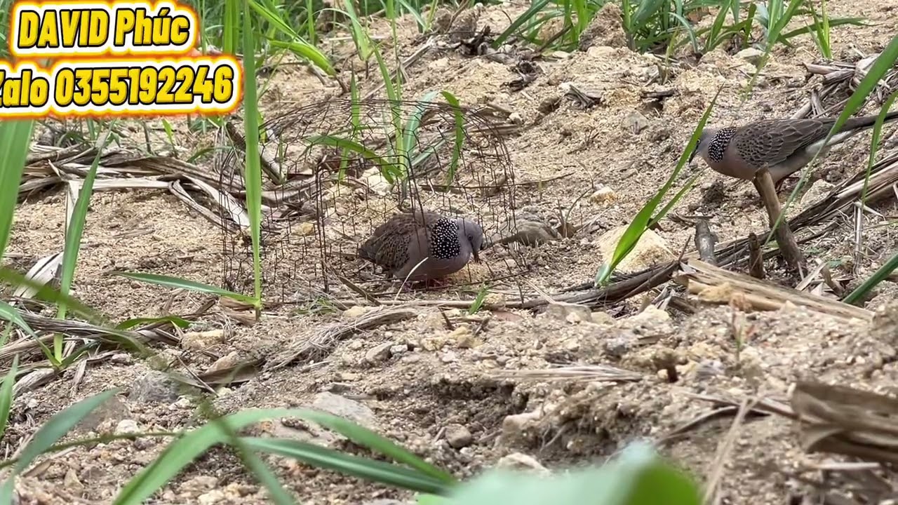 Bẫy chim cu gáy Đắklắk . Mồi 3IN1 chinh phục bổi giọng Thổ Đồng hàng già rừng giọng hay chân tím bầm