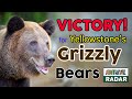 Victory for Yellowstone&#39;s Grizzly Bears! 2020 🐻
