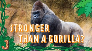 Strongest Man vs. Gorilla! Who Wins?