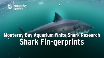 Project White Shark — Shark Fin-gerprints