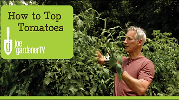 Jak regulovat výšku rostliny rajčete?