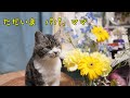 『ただいま パパ、ママ』 リキちゃんが小さくなって帰って来てくれました 【リキちゃんねる 猫動画】 キジ白猫のいる暮らし ~羊毛フェルト~