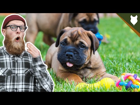 What To Do With A NEW BULLMASTIFF PUPPY?!