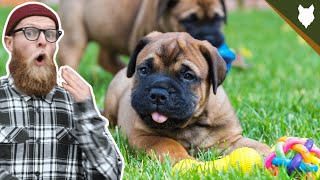 What To Do With A NEW BULLMASTIFF PUPPY?! Wealth