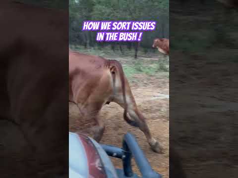 How we sort out issues in the Australian bush #ozziereviews #cattle #cattlefarm #cattlefarming #aus