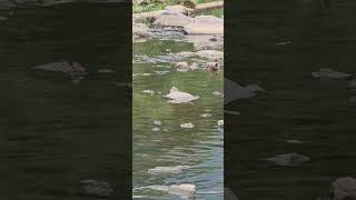 검둥오리 1그룹이 아침식사 이동 중이네요 저~새끼들이 비행 연습중 5마리 🦆🎥