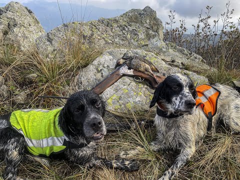 Video: Caccia al gallo cedrone in autunno con esca