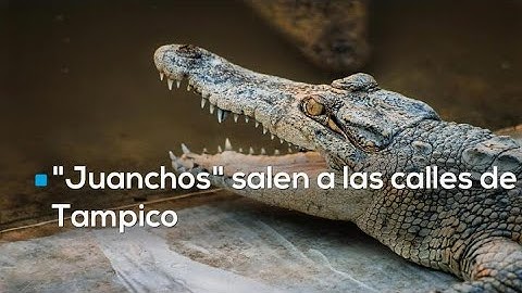 🐊 "Juanchos" sin control: temporada récord de cocodrilos en zona urbana