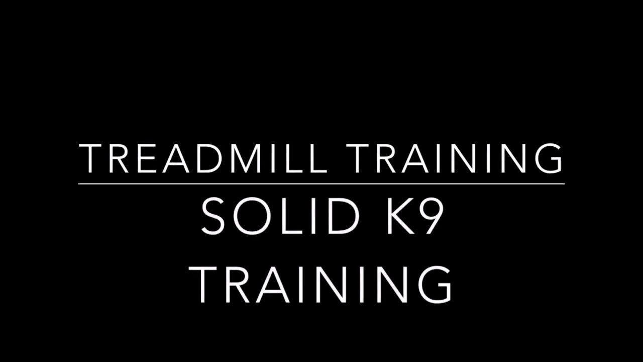 How To Train A Dog To Walk On The Treadmill All Breeds YouTube