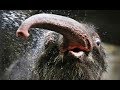 Сафари. Представление слонов. Купание слонов. Elephant show. Elephant swimming
