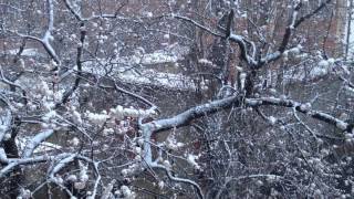 Абрикосовый цвет в снегу.20 марта 2016. Дагестан. Махачкала