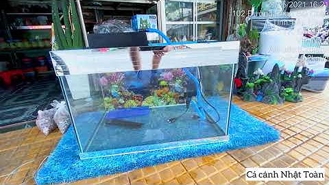 Dịch bệnh nên anh chị mua hồ cá về nuôi | Cá Cảnh Nhật Toàn