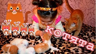 Кошка родила 4 котят/Видео для детей/Смешные животные Кошка родила 4 котят/Видео для детей/Смешные животные