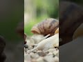 #shorts #snail #улиточнаяферма #snailpark #интересно #ого #ферма #farm #экотуризм #красивые #улитки