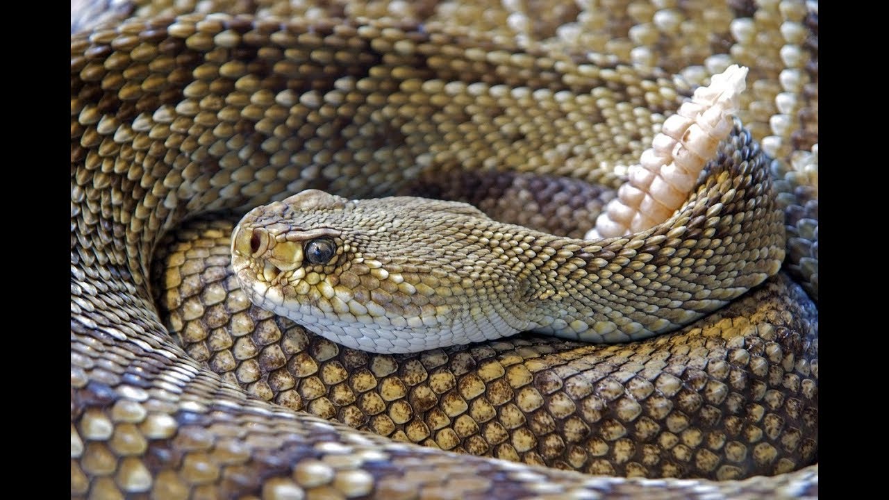 Speed Loaders Carry Pistols Snake Loads National Debates Gun Talk 