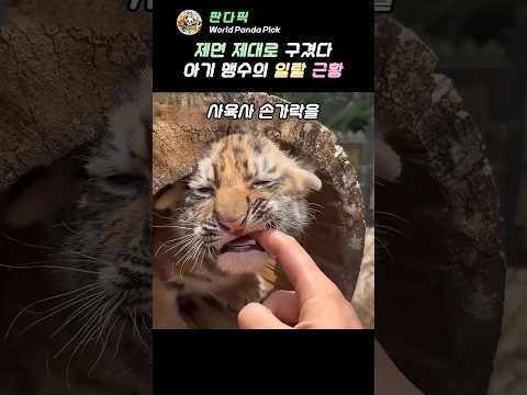 제면 제대로 구겼다아기 맹수의 일탈 근황#아기호랑이 #맹수본능 thumbnail