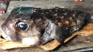 異常に肥大したハリセンボンの腹のなかから…