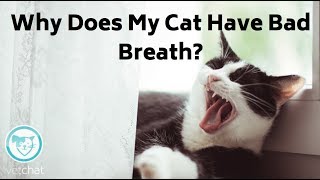 Why Does My Cat Have Bad Breath? by VetChat 10,323 views 5 years ago 1 minute, 38 seconds