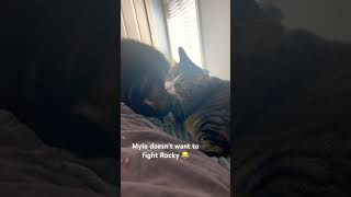 Cat doesn’t want to fight!!