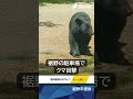 裾野市の駐車場でクマ1頭目撃
