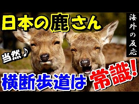 海外の反応 欧州も日本に学ぼう 奈良の鹿にスポットを当てた動画が海外で大反響 世界のjapan Youtube 海外の反応 欧州も日本に学ぼう 奈良の鹿にスポットを当てた動画が海外で大反響 世界のjapan Youtube