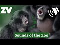 The sounds of zoos victoria  animal ambience asmr