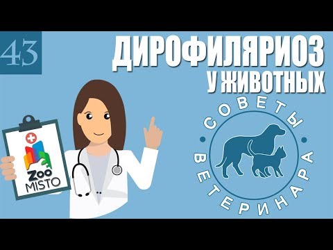 Дирофиляриоз у животных | Что такое дирофиляриоз | Симптомы дирофиляриоз | Советы Ветеринара