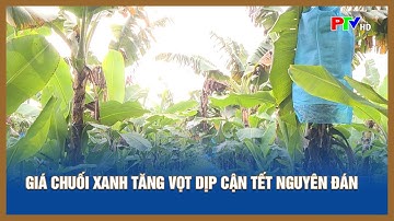 Giá chuối xanh tăng vọt dịp cận Tết Nguyên Đán
