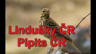 1588. Lindušky ČR, Pipits Czech Republic, Ptáci Česka, Pěvci České republiky