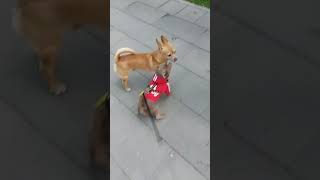 Знакомится с собачками, Chihuahua Charles. Funny, Chihuahua, Video fanny, dogs, cute pets, shorts