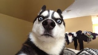 Домашние животные/Любимцы!/ЛУЧШИЕ ПРИКОЛЫ Домашние животные/Любимцы!/ЛУЧШИЕ ПРИКОЛЫ