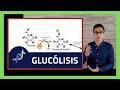 Respiracion Celular ⚡️ GLUCOLISIS PASO A PASO FACIL (Reacciones Enzimaticas) 🧪BIOQUIMICA🧪#005