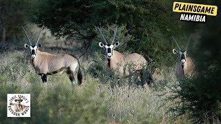 Safari Hunt for Hartebeest, Kudu & Gemsbok in Namibia