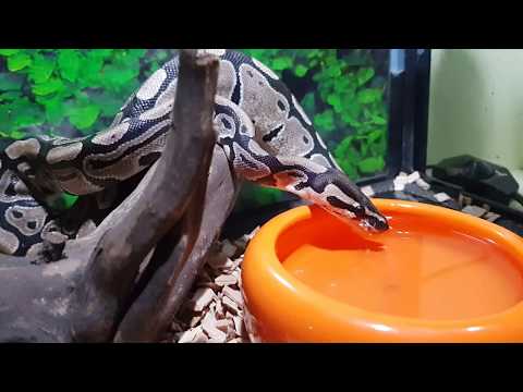 Ball python (makis) drinking water