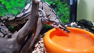 Ball python (makis) drinking water