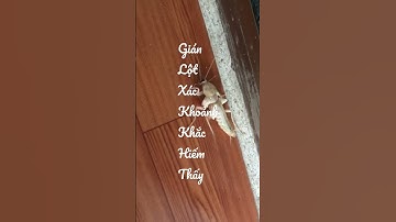 Gián LỘT XÁC l Khoảnh khắc hiếm thấy l #bnit #binhnguyenit #lotxac #thegioidongvat #gianlotxac