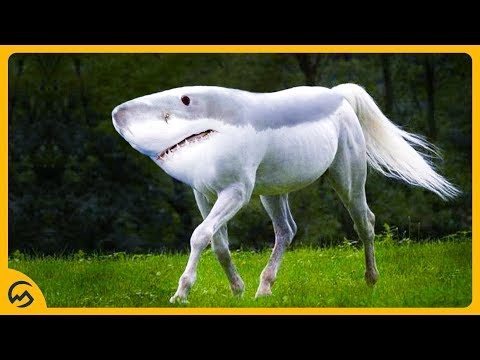 TOP 10 RAARSTE DIEREN! 🐕🦈