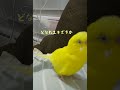 笑いすぎてフンガフンガ言ってしまうトリ