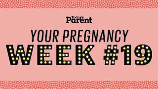 Your pregnancy: 19 weeks by Today's Parent 352,403 views 4 years ago 2 minutes, 57 seconds