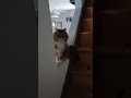 She didn't tweak #cat #cute #kitty #random #funny