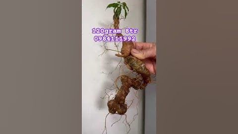 Cặp sâm rừng già #sâm_ngọc_linh_rừng #sâm_ngọc_linh #sâm_lai_châu_rừng