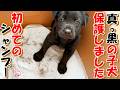 【野犬　子犬　お名前募集】真っ黒の子犬を保護しました