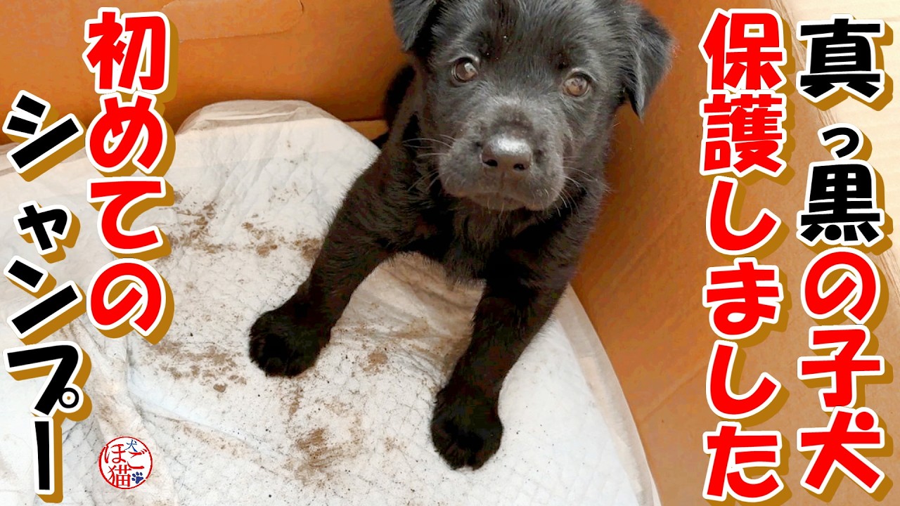 【野犬　子犬　お名前募集】真っ黒の子犬を保護しました